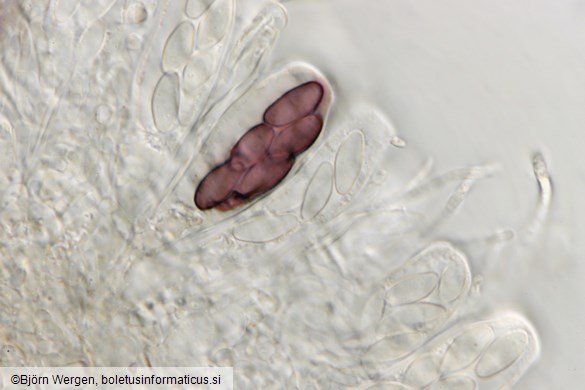 Saccobolus depauperatus