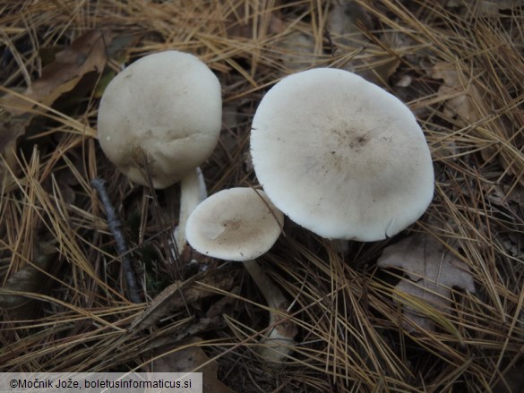 Ampulloclitocybe clavipes