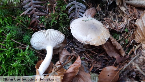 Hygrophorus agathosmus