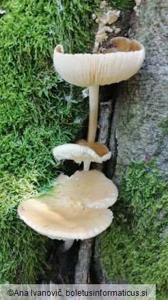 Hymenopellis radicata