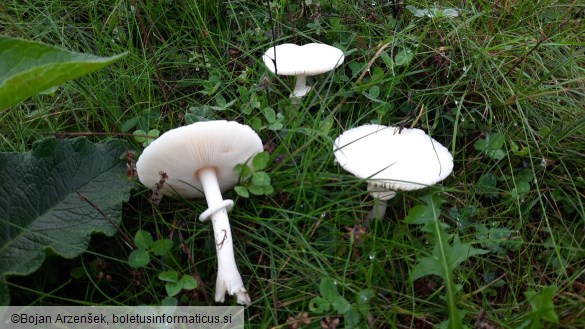 Leucoagaricus leucothites