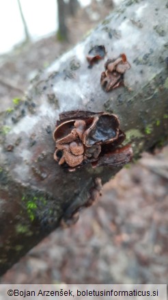 Encoelia furfuracea