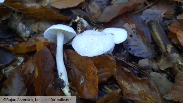 Hygrophorus eburneus