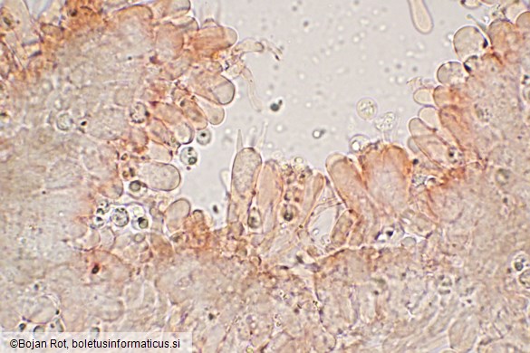 Resupinatus striatulus