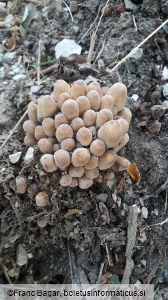 Coprinellus disseminatus