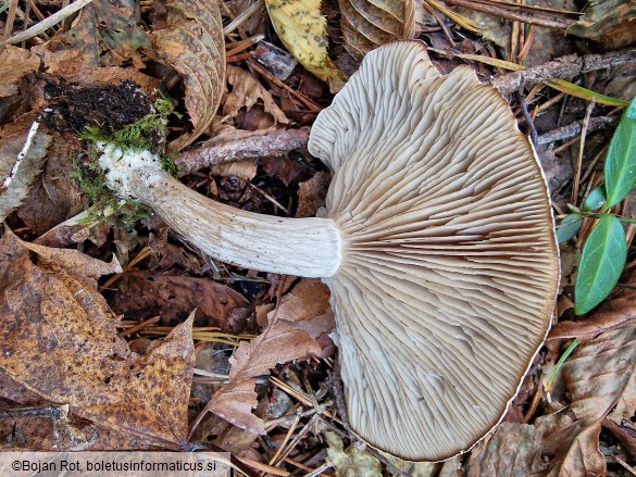 Atractosporocybe inornata