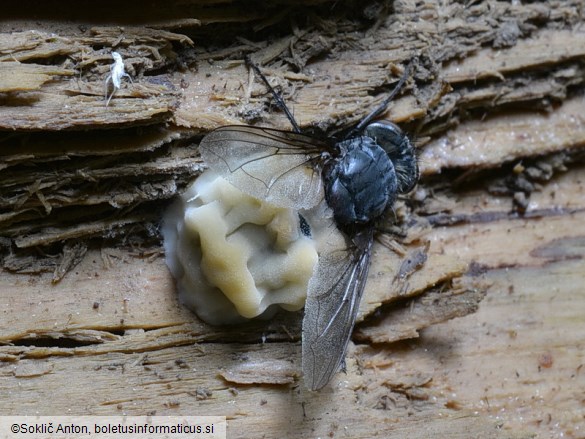 Pandora dipterigena