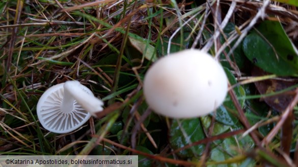 Hygrocybe russocoriacea