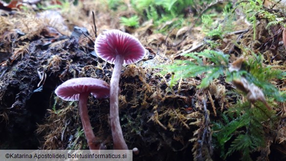 Laccaria amethystina