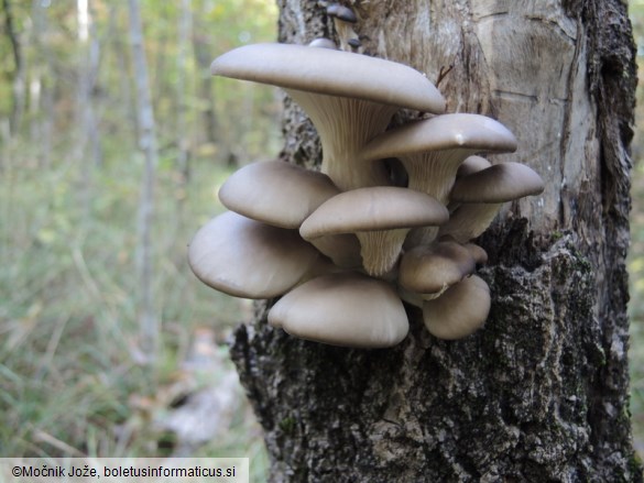 Pleurotus ostreatus