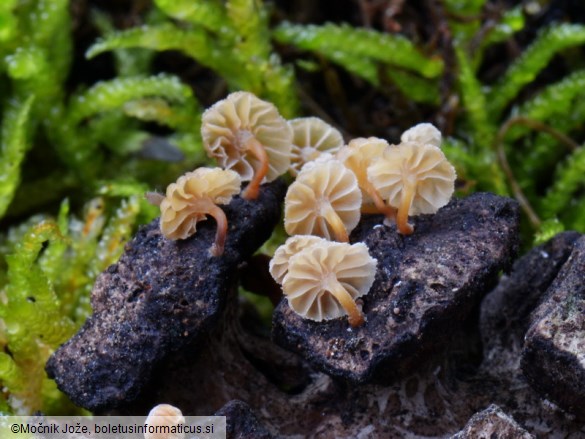 Mycena cupressina