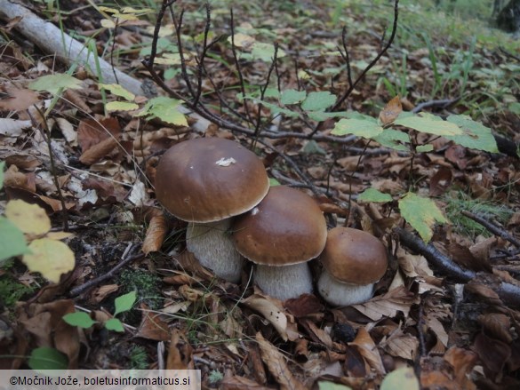 Boletus edulis