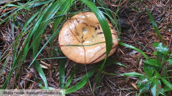 Russula decolorans