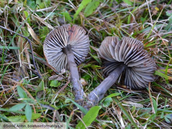 Hygrocybe ovina