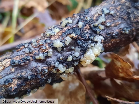 Tremella globispora