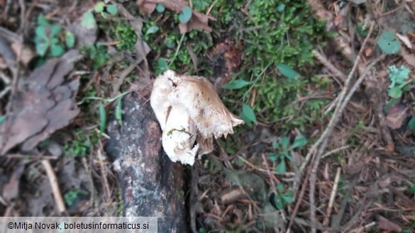 Inocybe pyriodora
