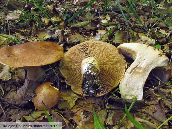 Cortinarius crassus