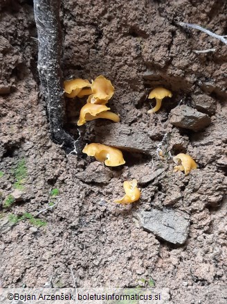 Cantharellus friesii