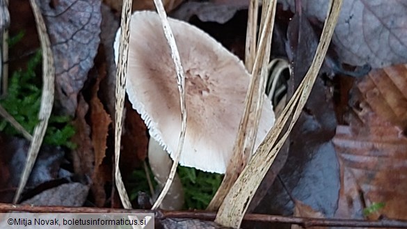 Tricholoma cingulatum