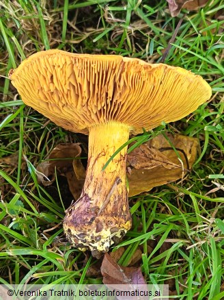 Calonarius elegantior