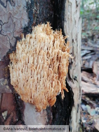 Artomyces pyxidatus