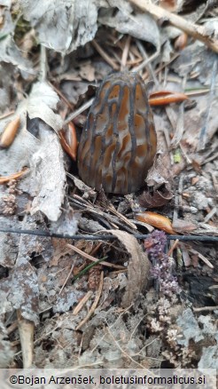 Morchella semilibera