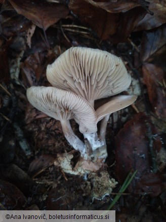 Ampulloclitocybe clavipes