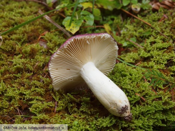 Russula cavipes