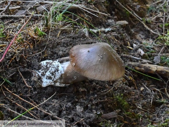 Amanita spadicea