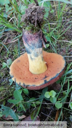 Boletus queletii