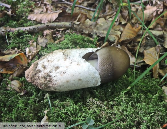 Amanita pachyvolvata