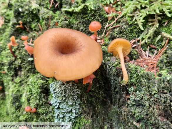 Chrysomphalina chrysophylla