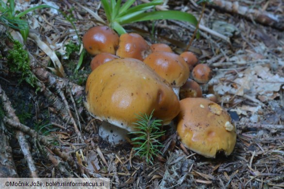 Cortinarius turmalis