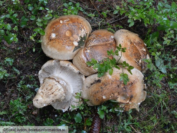 Catathelasma imperiale