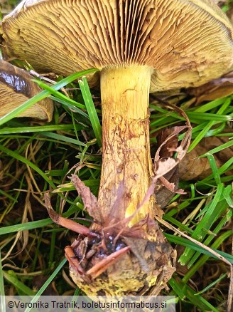 Calonarius atrovirens