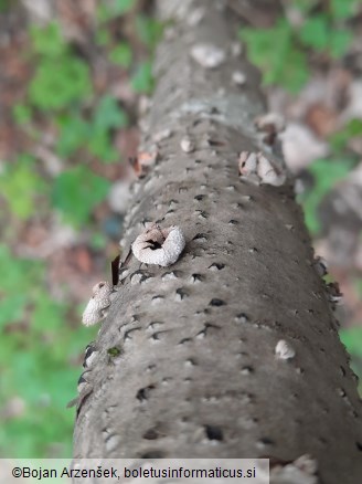 Encoelia furfuracea