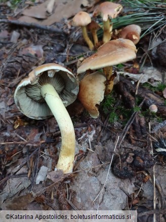 Hypholoma lateritium