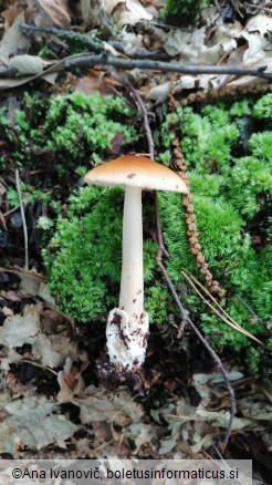 Amanita fulva