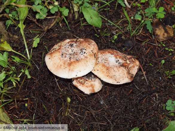 Leucoagaricus marginatus