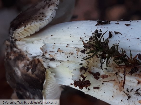 Tricholoma portentosum