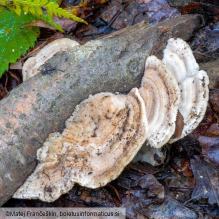 Trametes betulina