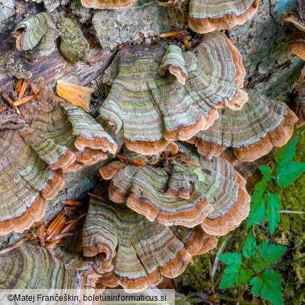 Stereum subtomentosum