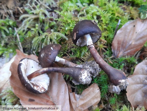 Leucoagaricus badhamii