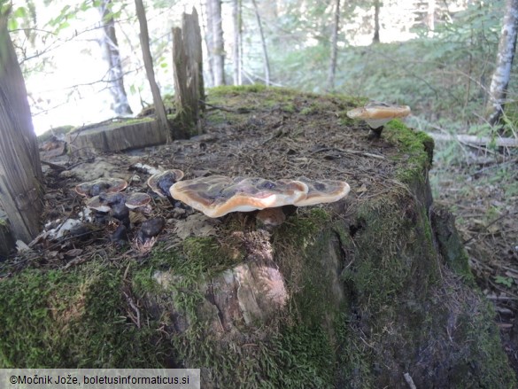 Ganoderma carnosum