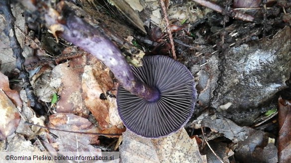 Cortinarius violaceus