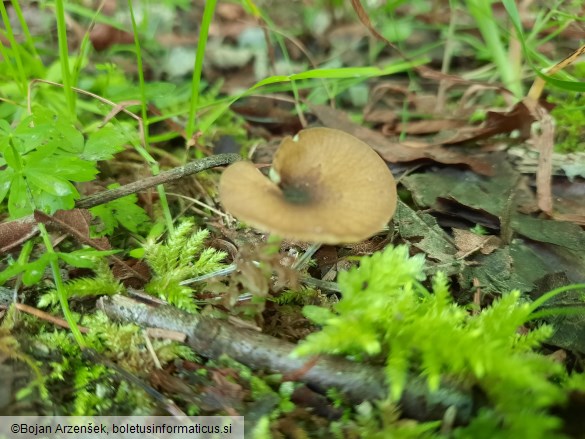 Entoloma incanum