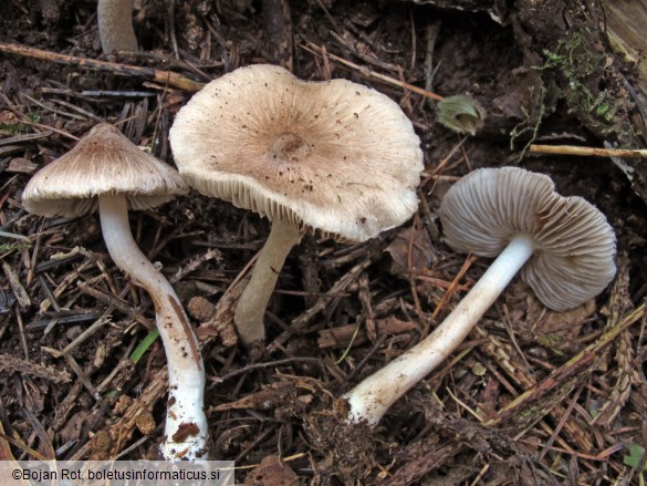 Inocybe fuscidula