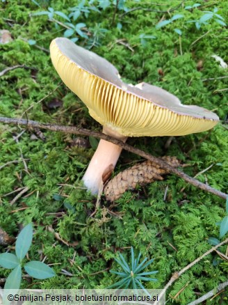 Russula olivacea
