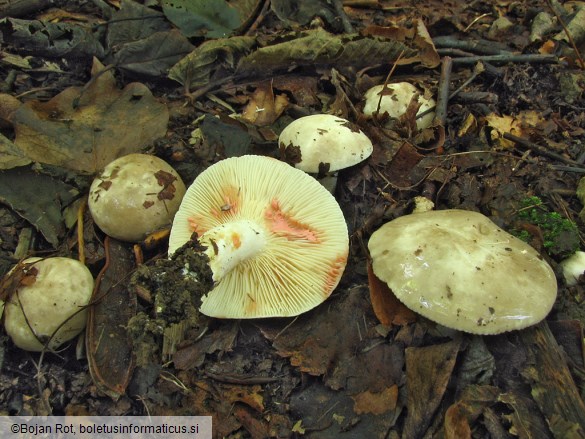 Lactarius acris