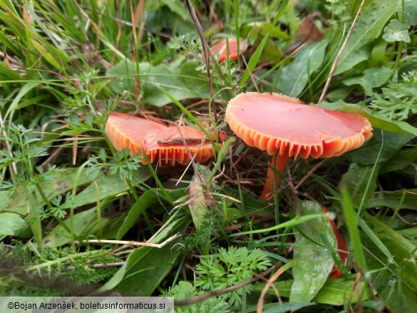 Hygrocybe coccinea